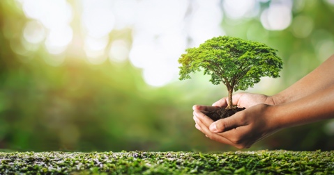 Hands nurturing growth